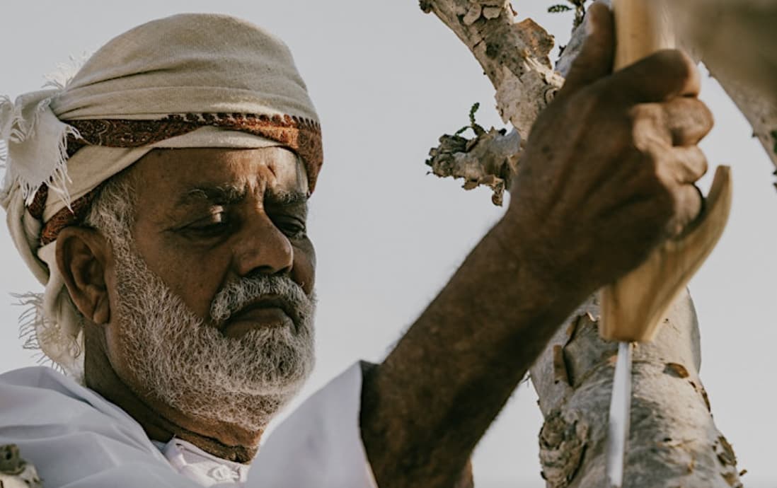 Discover history of Oman’s frankincense trees with this London lecture